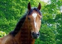 • Cheval • - Free PNG