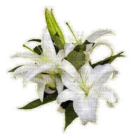 Flowers white bp - Бесплатни анимирани ГИФ