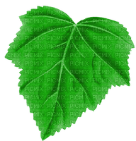 green leaf vineyard - PNG gratuit