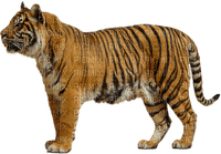 minou-animal-tiger - δωρεάν png