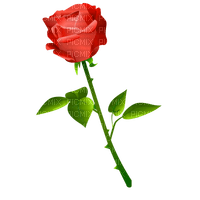 rosa roja - PNG gratuit