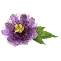 Passionsblume violett - png ฟรี