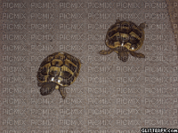 Schildkröten - Zdarma animovaný GIF