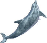 dolphins bp - 免费PNG