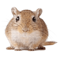 rodent - zdarma png