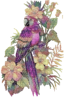 Parrot birds bp - Бесплатный анимированный гифка