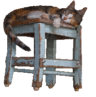 Cat, Katze, Hocker - Δωρεάν κινούμενο GIF