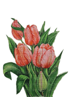 Tulpen, Strauß, rot - zadarmo png