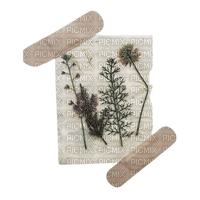 pressed flowers w/ bandaids - Free PNG