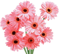 pink daisies Bb2 - gratis png