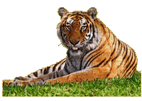 tiger - Δωρεάν κινούμενο GIF