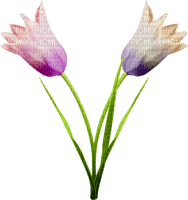 tuli - png grátis