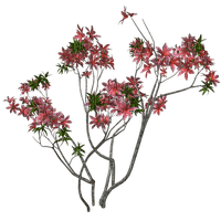 Bloemen en Planten - png gratuito