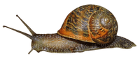 snail - ilmainen png