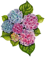 Hortensien, Blumen - gratis png
