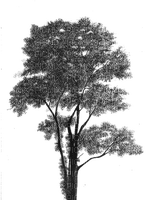 Tree arbre albero baum дерево ROSALIA73 - zadarmo png