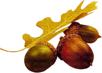 Acorns  Autumn - Bogusia - Free PNG