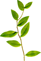 dolceluna leaf leaves - фрее пнг