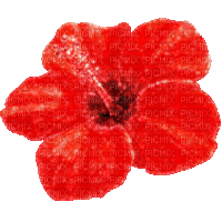 Animated.Flower.Red - By KittyKatLuv65 - Безплатен анимиран GIF