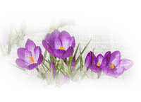 blommor-lila----flowers-purple - besplatni png