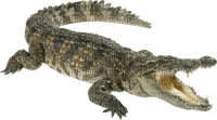 Kaz_Creations Crocodile Alligator - kostenlos png