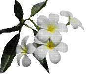 fleur blanche de frangipanier - Gratis geanimeerde GIF
