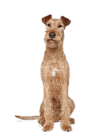 Irish Terrier Dog breed - Free PNG