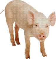Kaz_Creations Pig - gratis png