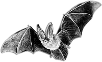 soave deco bat gothic halloween black white - png gratis