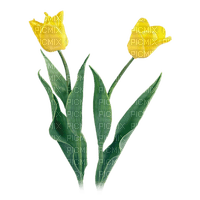 flores transparentes dubravka4 - zadarmo png