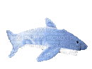 shark plushie - Zdarma animovaný GIF