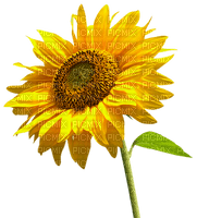 sunflower tournesol - Free PNG