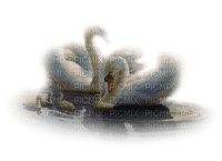 Swan*kn* - PNG gratuit