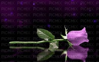 roses - ilmainen png