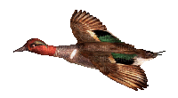 bird (created with gimp) - Gratis geanimeerde GIF