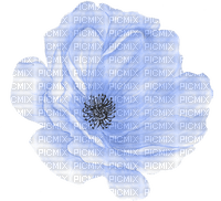 anemone Bb2 - png grátis