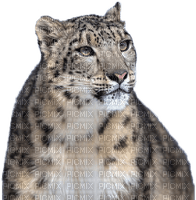 snow leopard bp - png ฟรี