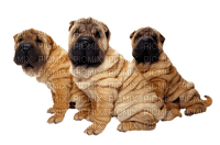 sharpei chiens - PNG gratuit