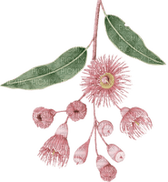 Australian native flowers bp - zadarmo png