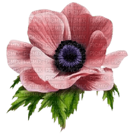 fleur anémone rose - png gratuito