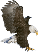 Kaz_Creations Bird - Free PNG