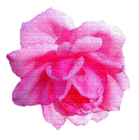 trandafir - png gratis