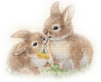 bunny bunnies easter spring - PNG gratuit