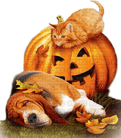 soave deco halloween animals dog cat  pumpkin - PNG gratuit