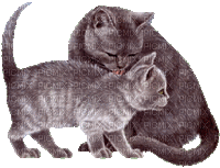 maman chat et son chaton - GIF animé gratuit