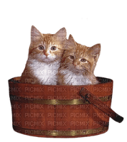 Kaz_Creations Cats Kittens Cat Kitten - bezmaksas png