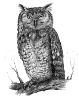 Eule, Owl - 免费PNG
