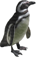 penguin5 - PNG gratuit