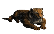 tiger - Nitsa P - GIF animasi gratis