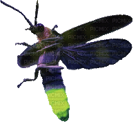 Firefly, Lightning Bug - Besplatni animirani GIF